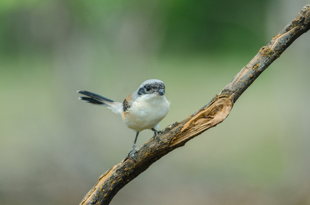 Bay-backed Shrike Bird (Lanius vittatus) perching on a branchの写真素材