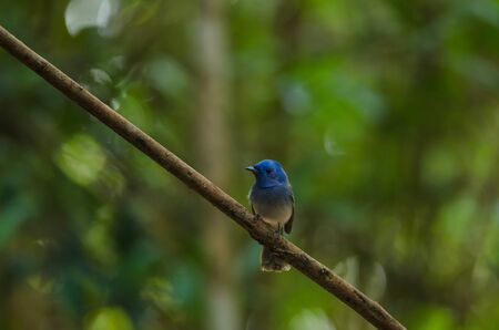 Black-naped monarch (Hypothymis azurea) bird in nature  perching on a branchの写真素材