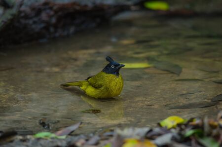 Beautiful bird Black-crested Bulbul , Pycnonotus melanicterus  in forest Thailandの写真素材
