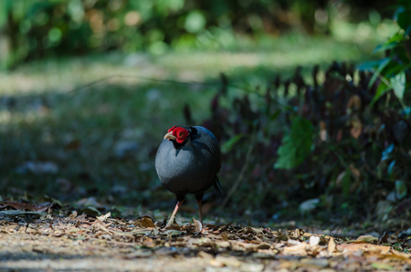 Siamese fireback or Diard's fireback in nature from Thailandの写真素材