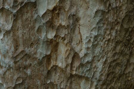 Tree bark texture,abstract background and texture