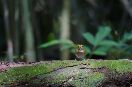 Rufous-browed Flycatcher (Ficedula solitaris) perch on branchの写真素材