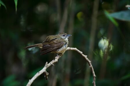 Ochraceous Bulbul bird (Alophoixus ochraceus) in forest Thailand