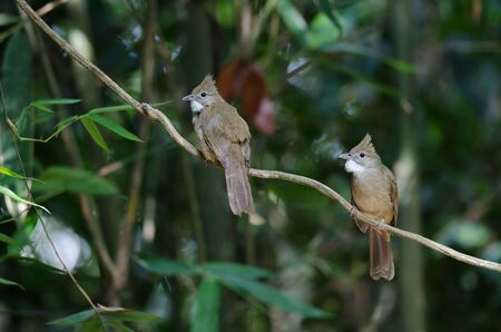 Ochraceous Bulbul bird (Alophoixus ochraceus) in forest Thailandの写真素材