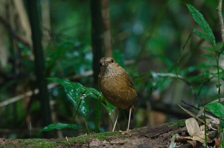 Rusty-naped Pitta (Pitta oatesi) standing on the log in tropical forest Thailandの写真素材