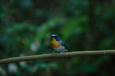 Hill Blue Flycatcher on a branch (Cyornis banyumas) in tropical forest, Thailand