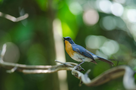 Hill Blue Flycatcher on a branch (Cyornis banyumas) in tropical forest, Thailandの写真素材