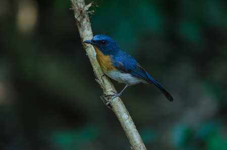 Hill Blue Flycatcher on a branch (Cyornis banyumas) in tropical forest, Thailandの写真素材