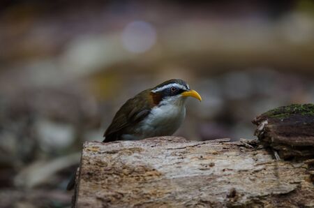 White-browed Scimitar-babbler (Po matorhinus schisticeps) bird in natureの写真素材