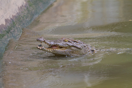 Close up Siamese Crocodile (Crocodylus siamensis) in Thailand