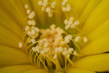 Close up of Cactus flower on backgroundの写真素材