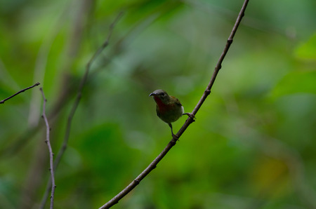Crimson Sunbird (Aethopyga siparaja) perching on a branch in nature Thailandの写真素材
