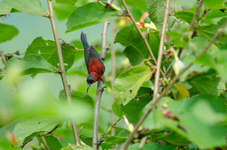Crimson Sunbird (Aethopyga siparaja) perching on a branch in nature Thailandの写真素材