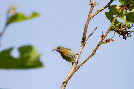 Crimson Sunbird (Aethopyga siparaja) perching on a branch in nature Thailandの写真素材