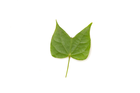 green leaf isolated on white background closeup