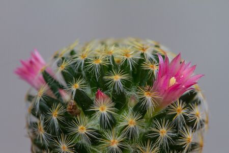 Close up cactus plants in garden, selective focusの写真素材