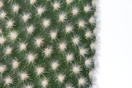 Close up cactus plants on white, selective focus