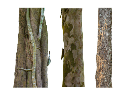 set of tree trunks isolated on white background, texture of bark wood use as natural backgroundの写真素材