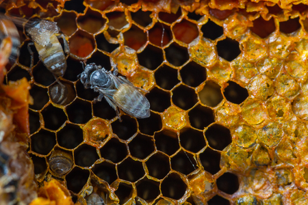 close up fresh honey in comb on backgroundの写真素材