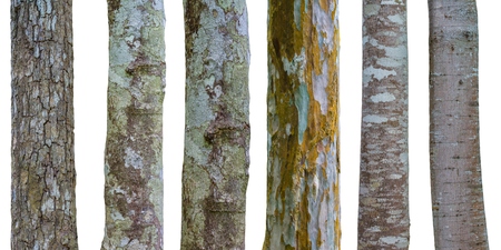 set of tree trunks isolated on white background, texture of bark wood use as natural backgroundの写真素材