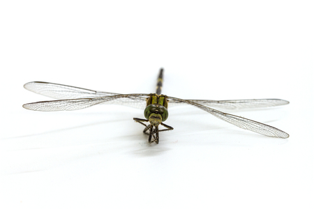 Closeup dragonfly isolated on a white backgroundの写真素材