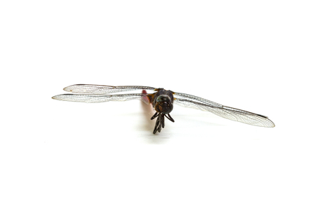 Closeup dragonfly isolated on a white backgroundの写真素材