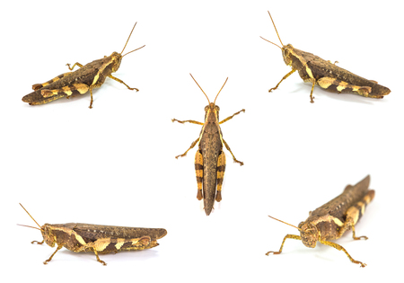 Set of Grasshopper isolated on white backgroundの写真素材