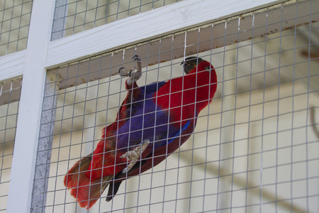 Beautiful parrot in the cage, animal and environment conceptの写真素材