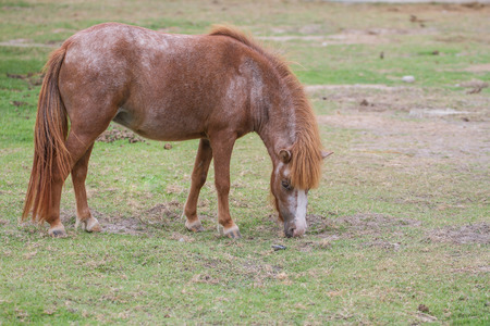Dwarf Horse in farm Eating grass, farm in Thailandの写真素材