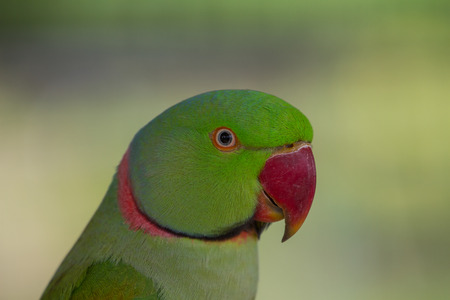 Portrait of green parrot close upの写真素材