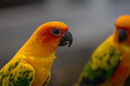 Sun Parakeet or Sun Conure parrot, beautiful yellow and orange parrot birdの写真素材