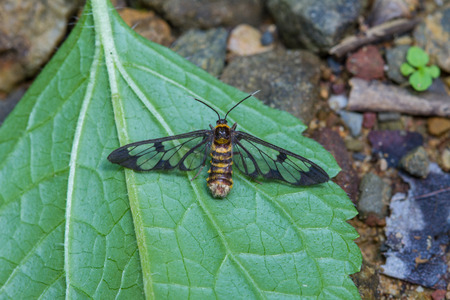 tiger grass borer moth (wasp moth) on a leaf の写真素材