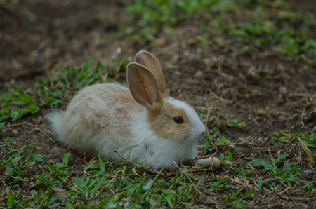 Little rabbit on green grass in summer dayの写真素材