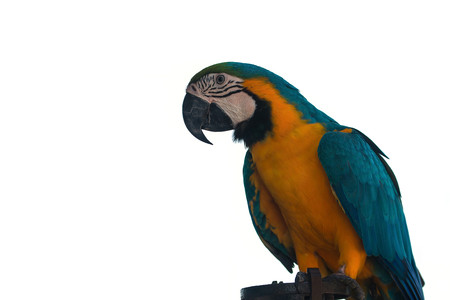 Beautifu Macaw Parrot isolated on white background