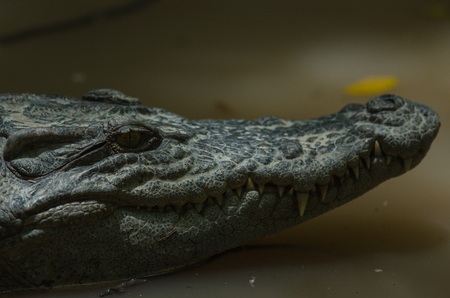 Close up of Siamese Crocodile (Crocodylus siamensis) in Thailandの写真素材