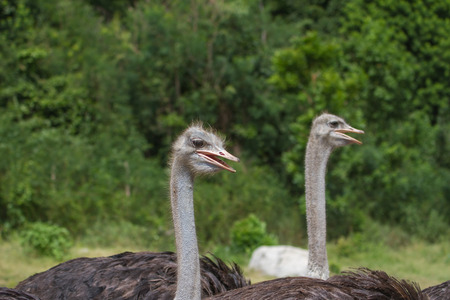ostrich bird head portrait in the park  (Struthio camelus)