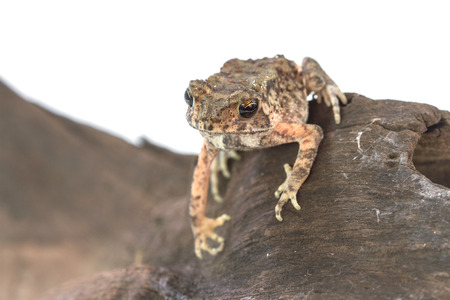 Young Asian common toad sit on log, isolated on white backgroundの写真素材