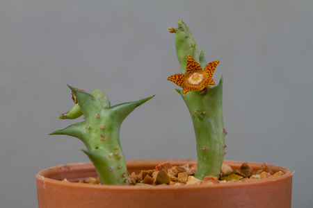 Close up of Cactus flower on backgroundの写真素材