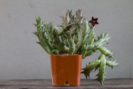 Close up of Cactus flower on backgroundの写真素材