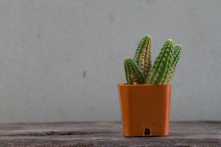 Close up cactus plants on wooden and grunge wall backgroundの写真素材
