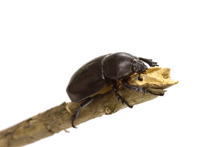 Rhino beetle (Dynastinae) isolated on white background