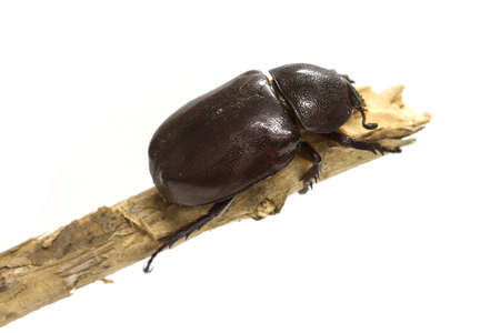 Rhino beetle (Dynastinae) isolated on white background