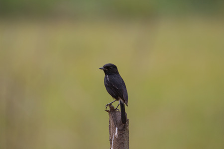 Pied Bushchat ( Saxicola caprata ) bird in nature Thailandの写真素材