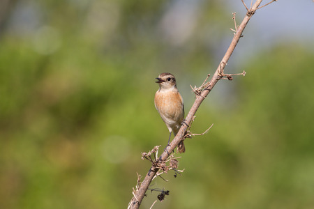 beautiful female Eastern Stonechat (Saxicola stejnegeri) in nature