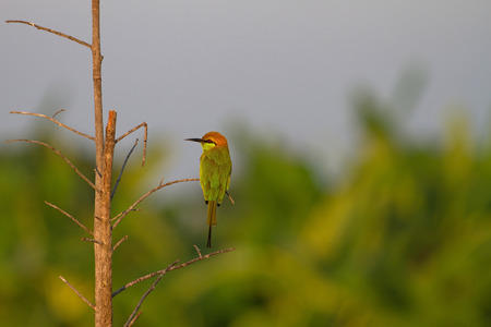 Green Bee-eater (Merops orientalis) perching on a branch in nature, Thailand
