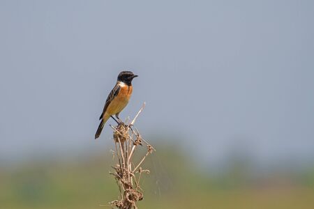 beautiful male Eastern Stonechat (Saxicola stejnegeri) in natureの写真素材