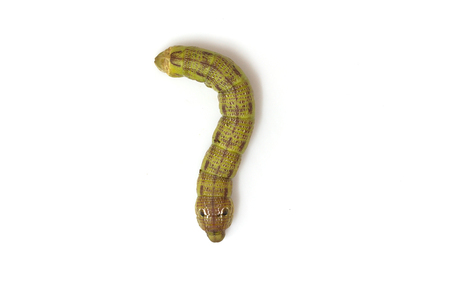 Green caterpillar isolated on white background, Green tea worm