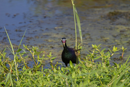 Bronze-winged Jacana bird walking in the nature (Metopedius indicus)の写真素材