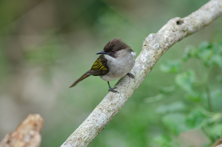 Ashy Bulbul (Hemixos cinerea)  perching on the branch in nature, Thailandの写真素材