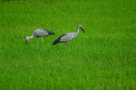 Open-billed stork on rice field (Anastomus oscitans)の写真素材